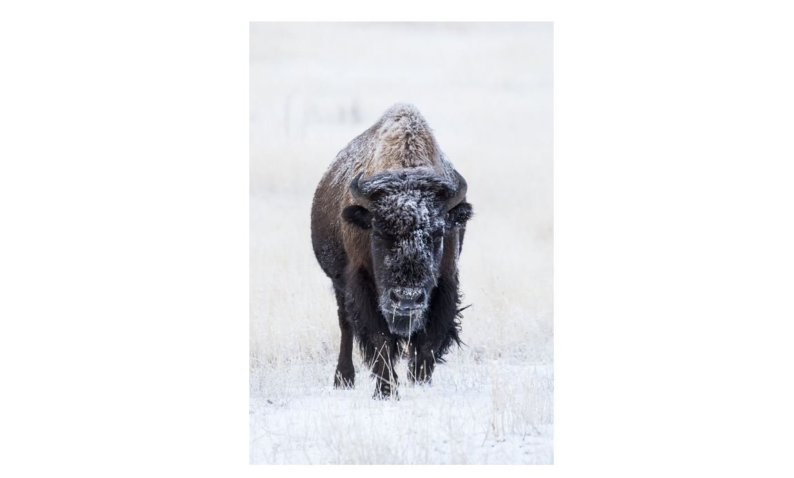 Amazon.com : Tamron SP 150-600mm F/5-6.3 Di VC USD for Canon